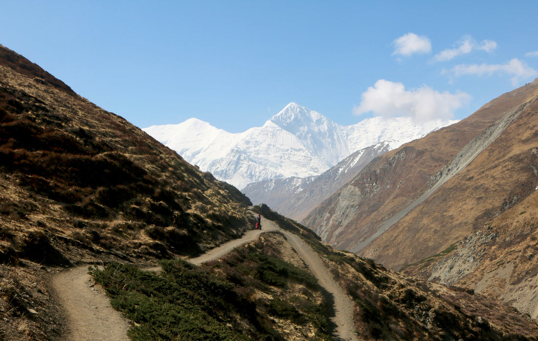 What Is Purified Shilajit? The best Shilajit in Australia?